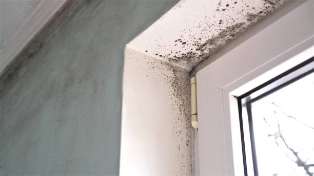 Best Emergency Mold Remediation  in Dillsboro, IN