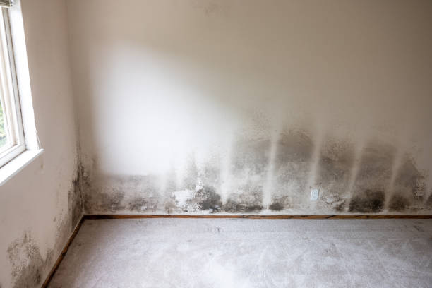 Best Mold Removal for HVAC Installations  in Dillsboro, IN